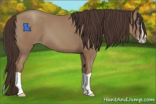 Horse Color:Classic Champagne Splash 