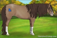 Horse Color:Classic Champagne Splash