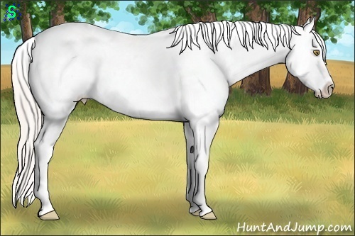 Horse Color:White Spotted Silver Classic Champagne Dun Splash Tobiano Appaloosa Rabicano