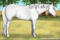 Horse Color:White Spotted Silver Classic Champagne Dun Splash Tobiano Varnish Rabicano 