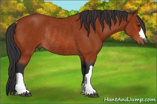 Horse Color:Bay Rabicano 