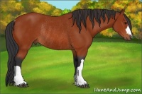 Horse Color:Bay Rabicano 