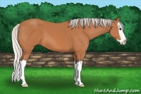 Horse Color:Silver Bay Splash 