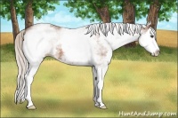 Horse Color:White Spotted Silver Bay Splash 