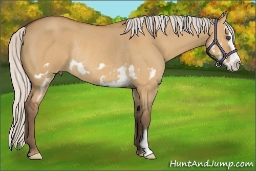 Horse Color:Silver Bay Dun Splash Frame Rabicano