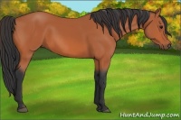 Horse Color:Bay Frame