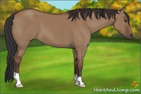 Horse Color:Bay Dun 