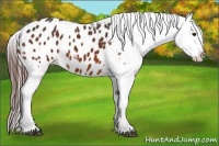 Horse Color:Bay Appaloosa 
