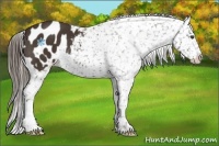 Horse Color:Liver Chestnut Frame Appaloosa 