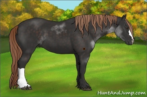 Horse Color:Liver Chestnut 