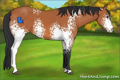 Horse Color:White Spotted Bay 