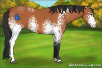 Horse Color:White Spotted Bay 
