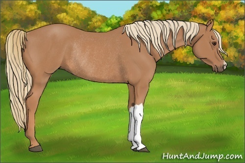 Horse Color:Chestnut Rabicano 
