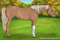 Horse Color:Chestnut Rabicano