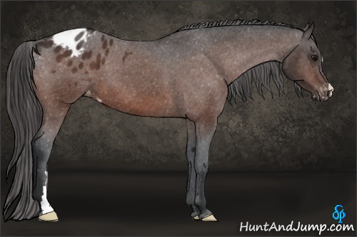 Horse Color:Bay Varnish