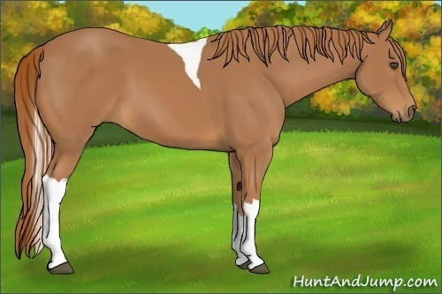 Horse Color:Chestnut Tobiano