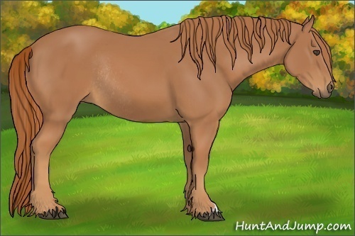 Horse Color:Unknown 