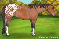 Horse Color:Bay Tobiano Appaloosa 