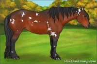 Horse Color:White Spotted Bay 