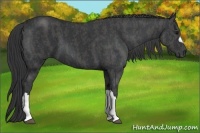 Horse Color:Black  Brindle