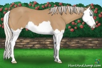 Horse Color:Palomino Roan Splash