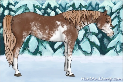 Horse Color:Chestnut Sabino 