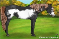 Horse Color:Liver Chestnut Frame 