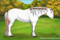Horse Color:Bay Roan Dun Splash Tobiano Appaloosa