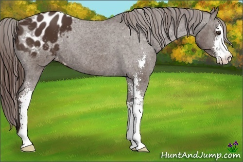 Horse Color:Liver Chestnut Sabino Appaloosa 