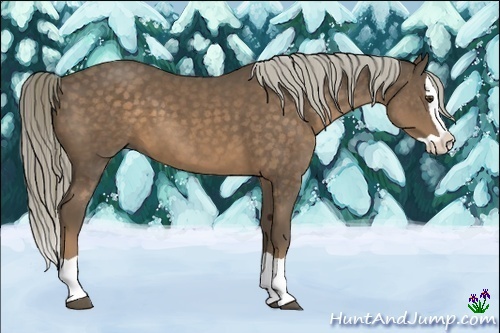 Horse Color:Chocolate Palomino Splash 