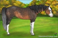 Horse Color:Buckskin Splash 