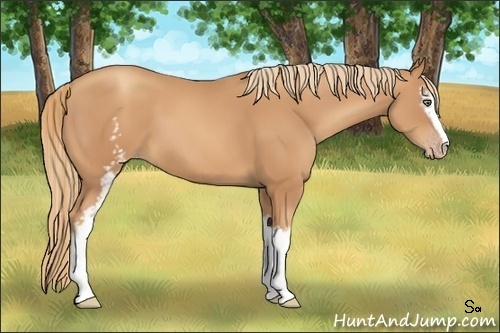 Horse Color:White Spotted Gold Champagne Sabino 