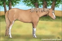Horse Color:White Spotted Gold Champagne Sabino 