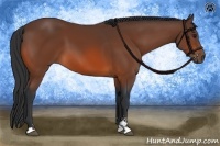 Horse Color:Bay Sabino