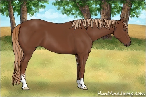 Horse Color:Chestnut Sabino