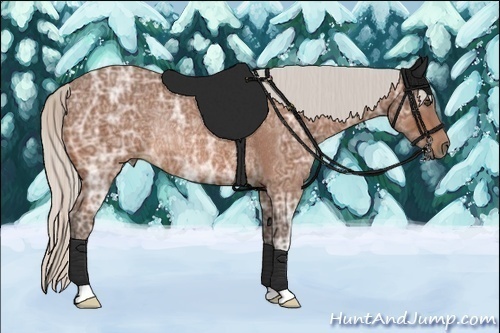 Horse Color:Silver Bay Ice Rabicano