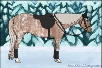 Horse Color:Silver Bay Ice Rabicano