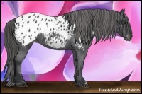 Horse Color:Black Appaloosa 