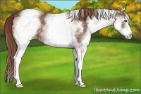 Horse Color:White Spotted Chestnut 