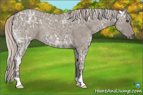 Horse Color:Silver Grullo Ice Rabicano