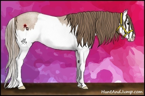 Horse Color:Blue Roan Pearl Splash Rabicano 