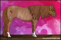 Horse Color:Red Roan Rabicano 
