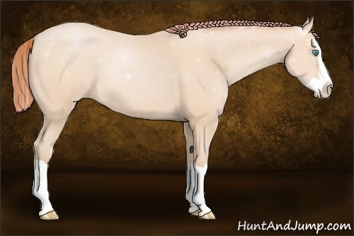 Horse Color:Buckskin Pearl Splash 