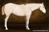 Horse Color:Buckskin Pearl Splash 
