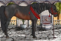 Horse Color:Brown Rabicano Brindle