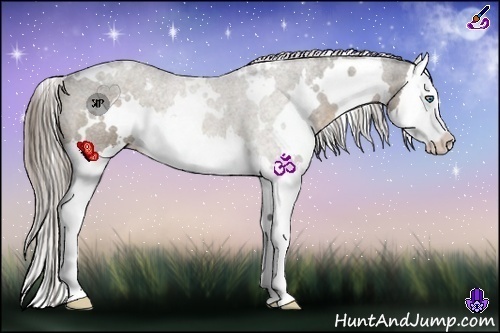 Horse Color:White Spotted Chocolate Palomino Splash