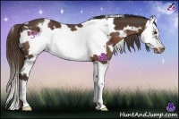 Horse Color:White Spotted Liver Chestnut Splash Frame 