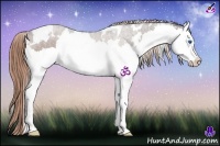 Horse Color:White Spotted Liver Chestnut Splash 