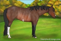 Horse Color:Bay Rabicano 