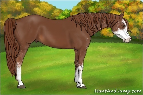Horse Color:Chestnut Sabino 